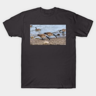 Canada Geese Along The Beach For Food T-Shirt